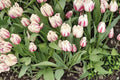 Flaming Flag Tulip Bulbs – 10 Pack, Purple and White Spring Flowering Tulipa Perennial Bulb for Garden Beds & Containers