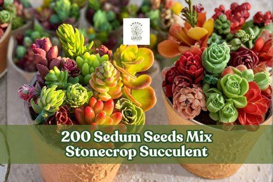 200+ Sedum Seeds Mix - Stonecrop Succulent Groundcover for Gardens & Containers - Drought-Tolerant, Low-Maintenance, Full Sun, Well-Drained Soil