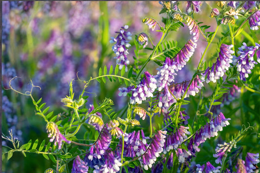 Hairy Vetch Seeds 100 Pack | Purple Cover Crop Legume | Vicia villosa for Soil Improvement & Nitrogen Fixing