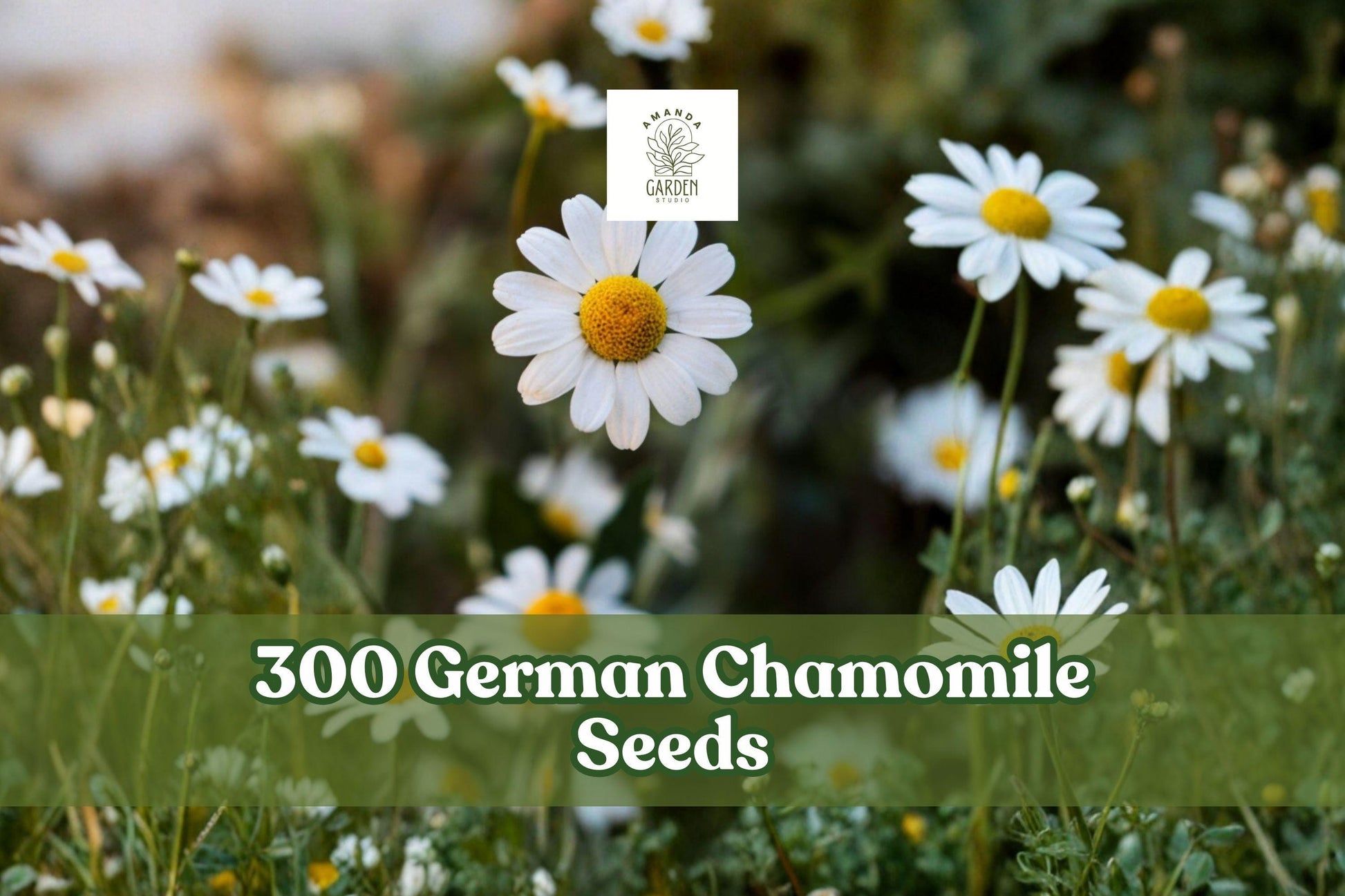 German Chamomile Seeds – 300+ Pack, Matricaria chamomilla Herb Garden Planting, Annual Flower for Indoor & Outdoor Gardens
