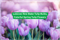 Lubove’s New Babe Tulip Bulbs – Vibrant Spring Flowering Bulbs for Garden Beds & Containers – Tulipa spp.