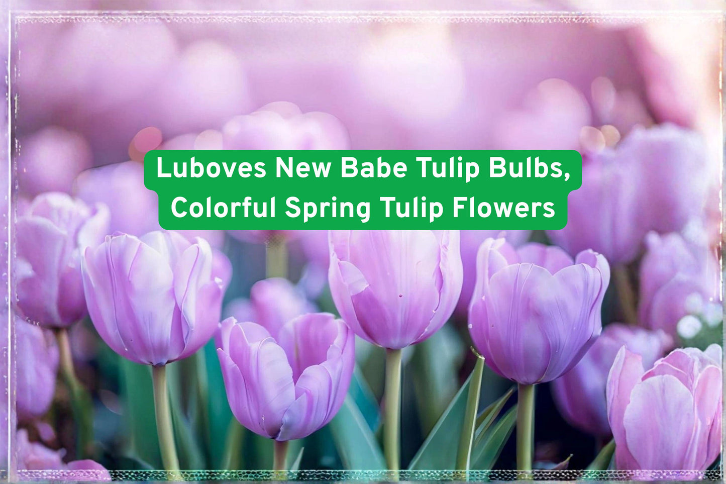 Lubove’s New Babe Tulip Bulbs – Vibrant Spring Flowering Bulbs for Garden Beds & Containers – Tulipa spp.