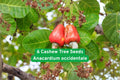 Cashew Tree Seeds, Anacardium occidentale, Tropical Nut & Fruit Tree, Edible Landscaping, Exotic Evergreen Plant