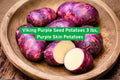 Viking Purple Seed Potatoes 3 lbs – High-Yield Organic Tubers for Garden, Edible Crops, Purple Skin, Root Vegetables, Solanum tuberosum
