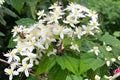 Clematis Seeds - Virgin’s Bower (Clematis virginiana) Native Climber for Fences & Pollinator Gardens, 50 Seeds