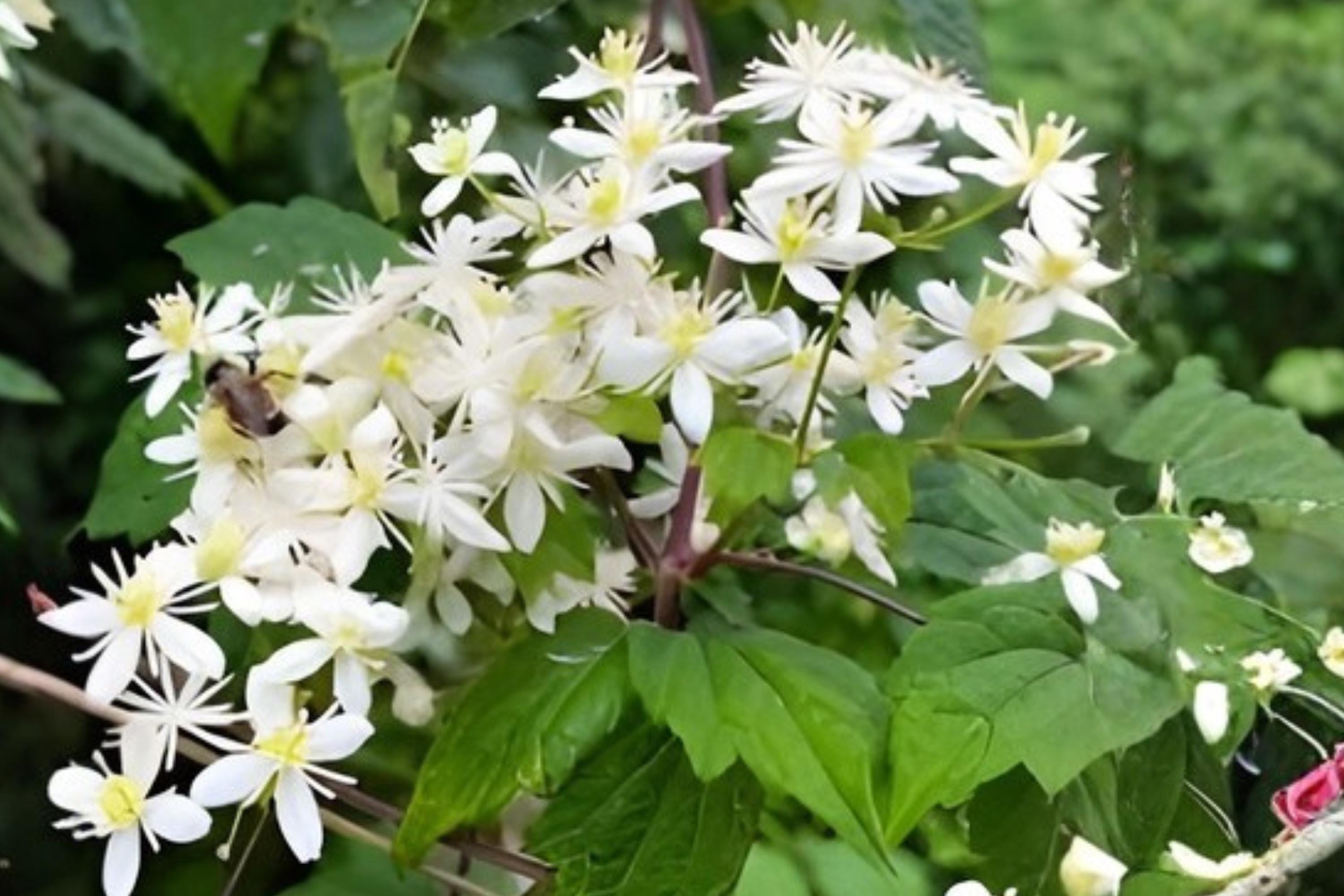 Clematis Seeds - Virgin’s Bower (Clematis virginiana) Native Climber for Fences & Pollinator Gardens, 50 Seeds