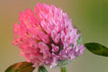 Red Clover Seeds (100) | Trifolium pratense Perennial Cover Crop for Pollinators, Soil Improvement, Forage