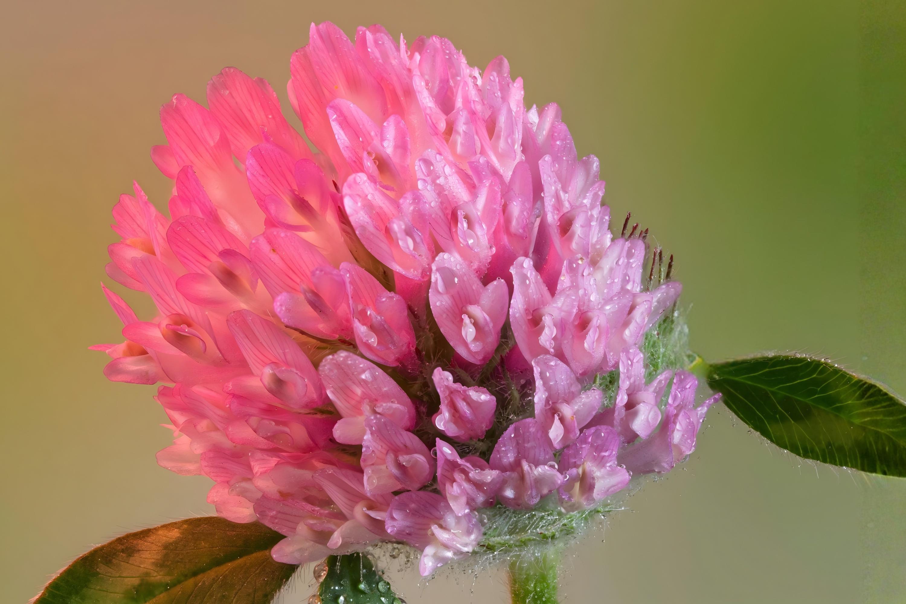 Red Clover Seeds (100) | Trifolium pratense Perennial Cover Crop for Pollinators, Soil Improvement, Forage