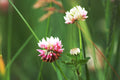 Alsike Clover Seeds (100) | Trifolium hybridum for Pollinators, Forage, Soil Improvement, Cover Cropping