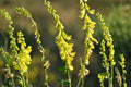Yellow Sweet Clover Seeds (Melilotus officinalis) – Pollinator-Friendly Cover Crop & Soil Improvement Seeds