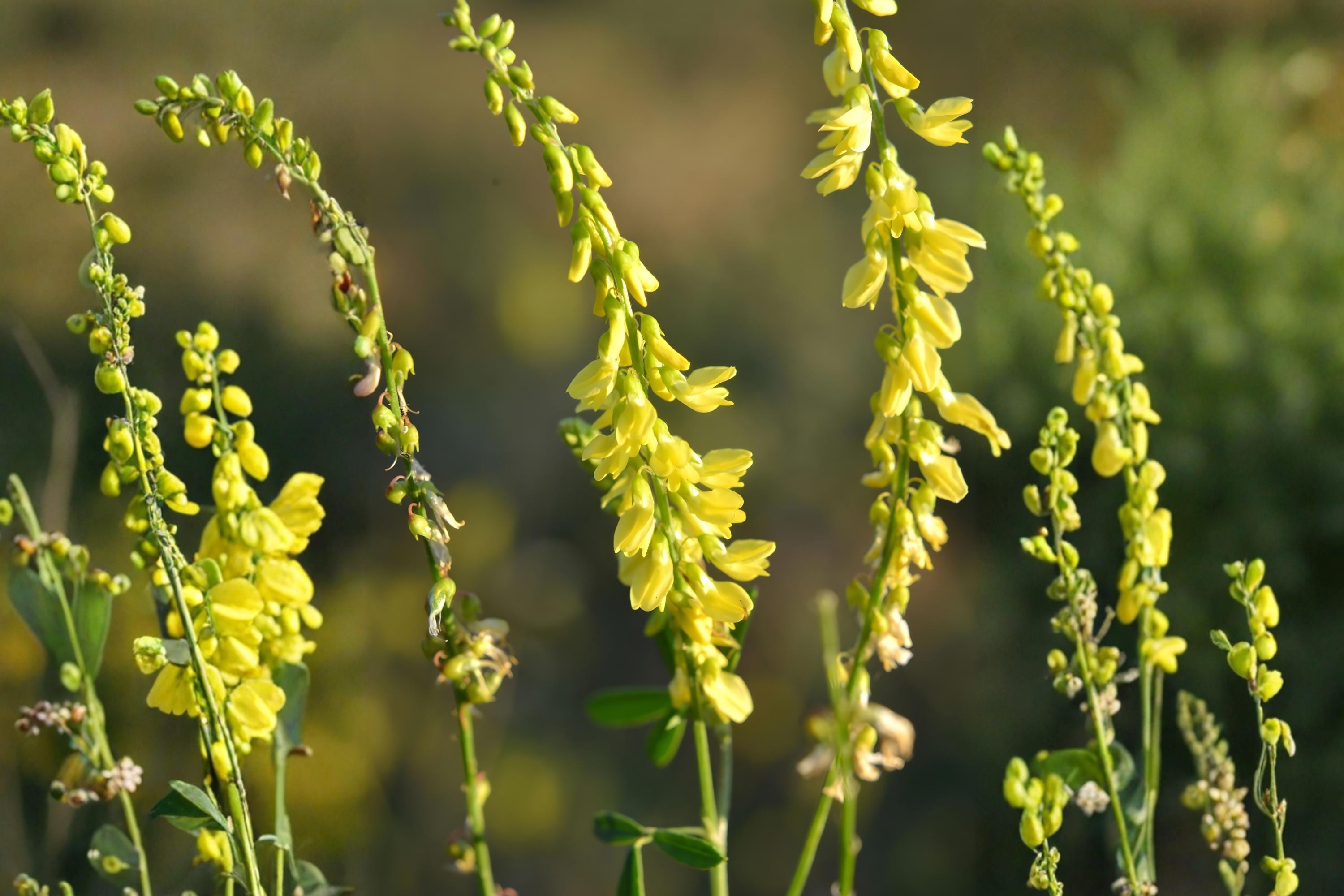 Yellow Sweet Clover Seeds (Melilotus officinalis) – Pollinator-Friendly Cover Crop & Soil Improvement Seeds