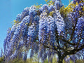 Blue Moon Wisteria Vines – Fragrant Climbing Pergola Plant, Wisteria sinensis, Blue to Violet Blooms, 12-18 Inches Tall, Garden Trellis Climber
