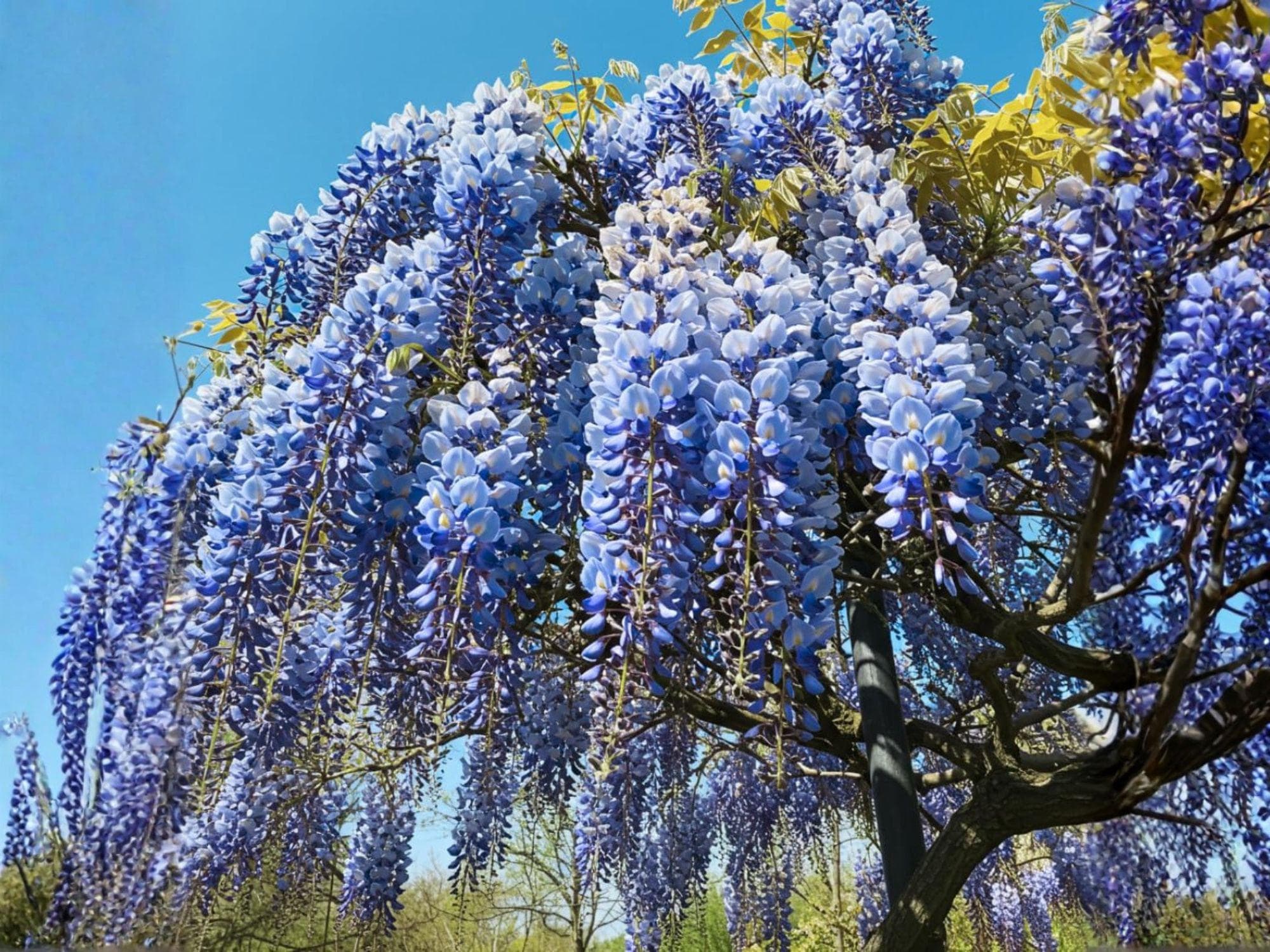 Blue Moon Wisteria Vines – Fragrant Climbing Pergola Plant, Wisteria sinensis, Blue to Violet Blooms, 12-18 Inches Tall, Garden Trellis Climber