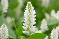 White Sweet Clover Seeds – Melilotus alba, Pollinator-Friendly, Cover Crop, Forage, Nitrogen-Fixing Plant, Easy to Grow