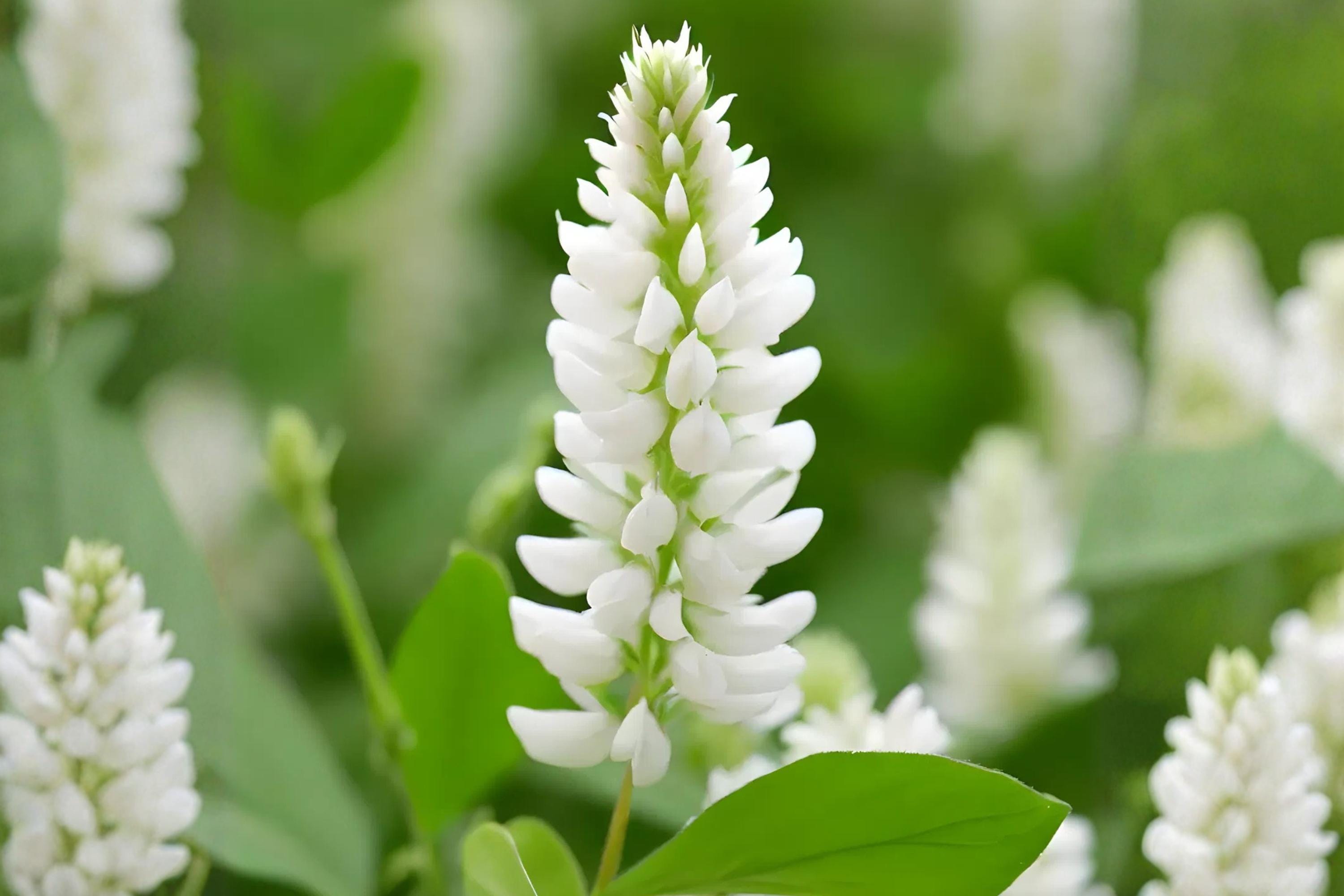 White Sweet Clover Seeds – Melilotus alba, Pollinator-Friendly, Cover Crop, Forage, Nitrogen-Fixing Plant, Easy to Grow