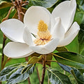 White Magnolia Tree Bare Root Sapling 6-12 Inches, Ornamental Garden Tree, Magnolia x soulangeana