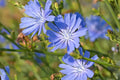 Blue Chicory Seeds (Cichorium intybus) – Wildflower, Pollinator, Drought Tolerant, Herbal, Meadow & Garden Planting Pack of 100