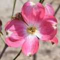 Pink Dogwood Cuttings 6 Inches, Cornus florida, Live Unrooted Propagation Pack of 6