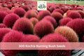 300+ Kochia Burning Bush Seeds - Bassia scoparia Ornamental Hedge, Bright Red Fall Foliage, Fast-Growing Annual for Borders & Hedges