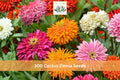 300+ Cactus Zinnia Seeds Zinnia elegans Double Bloom Bright Multicolor Garden Flower