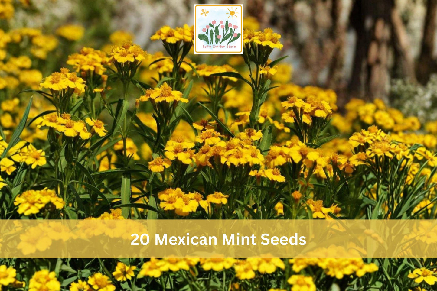 Mexican Mint Seeds, Aromatic Herb, Bright Yellow Flowers, Tagetes lucida, 20 Seeds