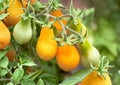 Yellow Pear Tomato Seeds – Heirloom Non-GMO Cherry Tomato Variety for Home Garden Planting, 120+ Seeds