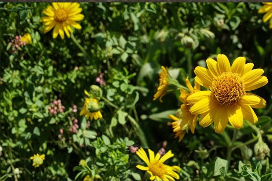 Meadow Arnica Seeds – Herbaceous Perennial with Bright Yellow Daisy Flowers – Arnica chamissonis Wildflower Seed for Gardens & Meadows