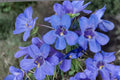 Sand Penstemon Seeds – Penstemon acuminatus Herbaceous Perennial with Blue to Purple Tubular Flowers for Xeriscape and Rock Gardens