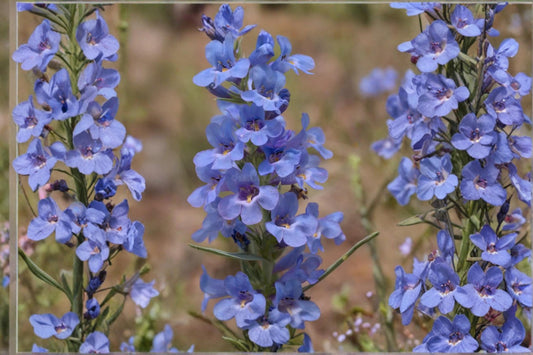 Pagoda Penstemon Seeds – Penstemon angustifolius Herbaceous Perennial with Lavender to Pale Purple Tubular Flowers