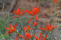 Wholeleaf Indian Paintbrush Seeds – Castilleja integra Herbaceous Perennial, Red to Orange Bracts, Prairie and Dry Landscape Plant