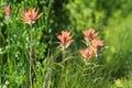 Aspen Paintbrush Seeds 100 Pack | Castilleja miniata Wildflower Perennial for Meadows & Slopes