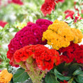 Cockscomb Seeds Mixed Colors | Celosia Flower Seeds | Vibrant Garden Annual | 100 Seeds
