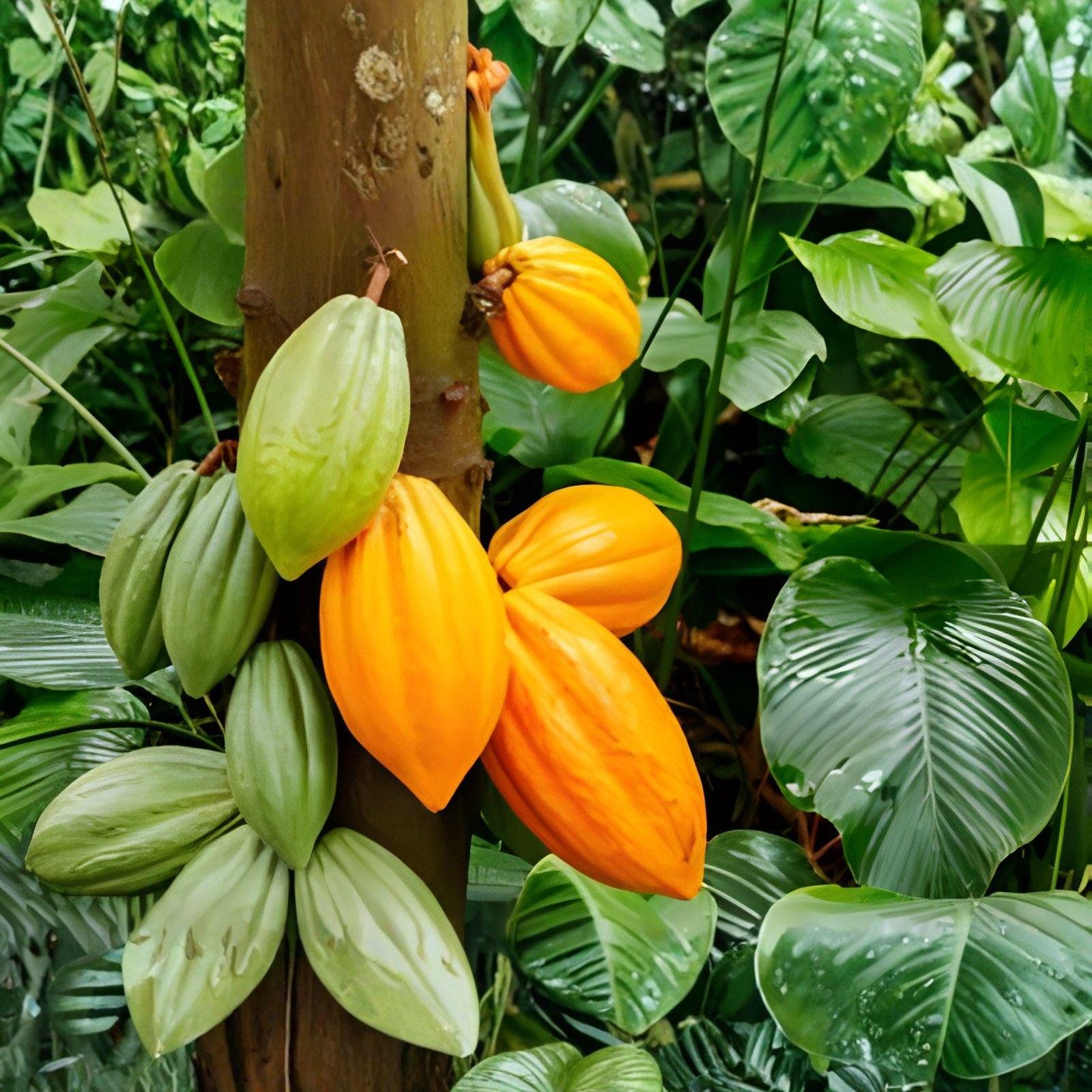 Theobroma cacao Seeds – Fresh Wet Cacao Tree Seeds for Growing Chocolate Plants, Botanical Name Theobroma cacao
