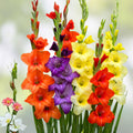 Gladiolus Bulbs Mixed Colors | Summer Flowering Garden Bulbs | Gladiolus (Gladiolus hortulanus) - 5 Pack