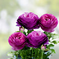 Purple Ranunculus Bulbs – Spring Blooming Garden Border Plants – Ranunculus asiaticus