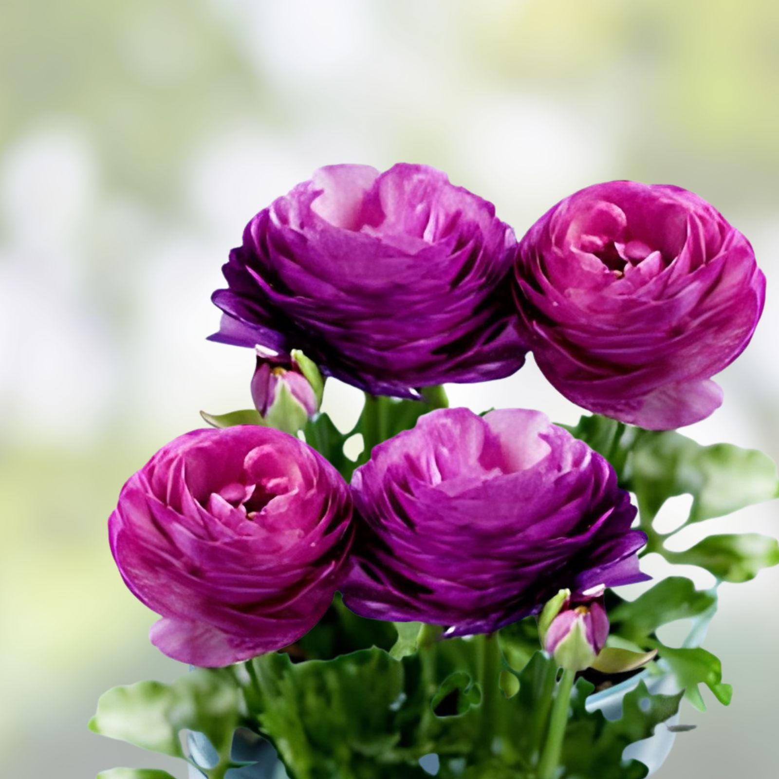 Purple Ranunculus Bulbs – Spring Blooming Garden Border Plants – Ranunculus asiaticus