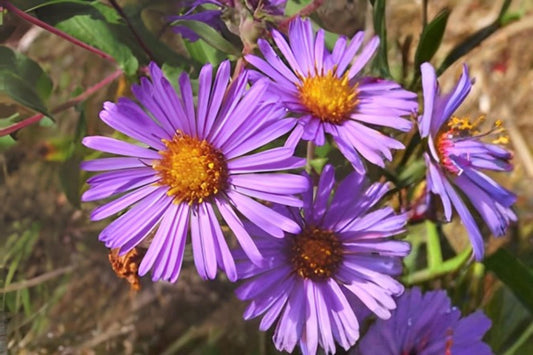 New England Aster Seeds 100 Pack | Purple Native Wildflower | Symphyotrichum novae-angliae for Pollinator Gardens