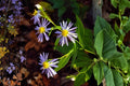 Crooked-Stemmed Aster Seeds 100 Pack | Native Symphyotrichum prenanthoides Wildflower for Pollinator Gardens