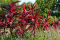 Red Garnet Amaranth Seeds – Herbaceous Annual with Deep Red Foliage, Ornamental Border Plant, Amaranthus tricolor