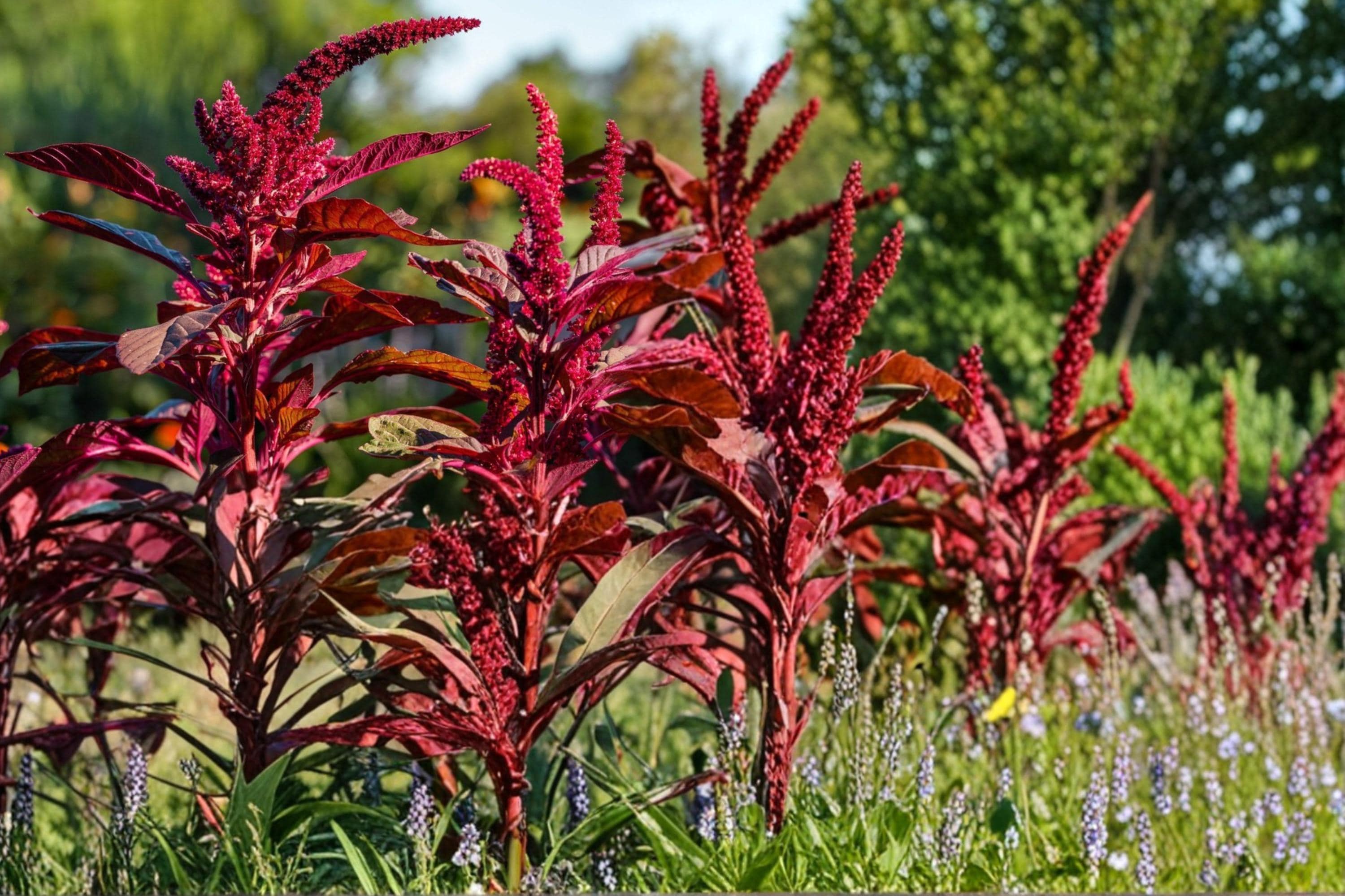 Red Garnet Amaranth Seeds – Herbaceous Annual with Deep Red Foliage, Ornamental Border Plant, Amaranthus tricolor