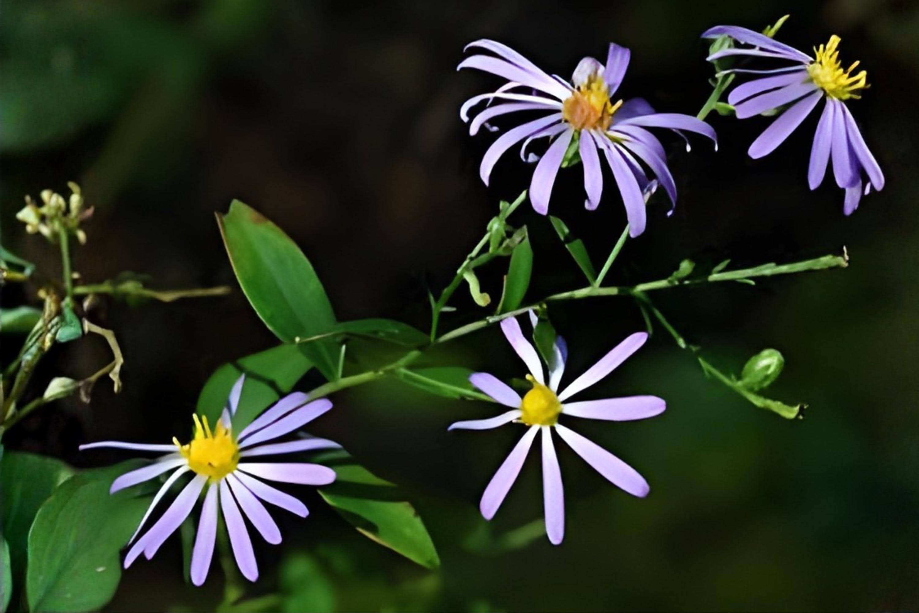 Prairie Aster Seeds 100 Pack | Native Wildflower with Lavender Blooms | Symphyotrichum turbinellum