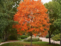 2 Live Sugar Maple Trees - Bare Root, Deciduous Shade Trees, Vibrant Fall Foliage, Acer saccharum, 2 ft