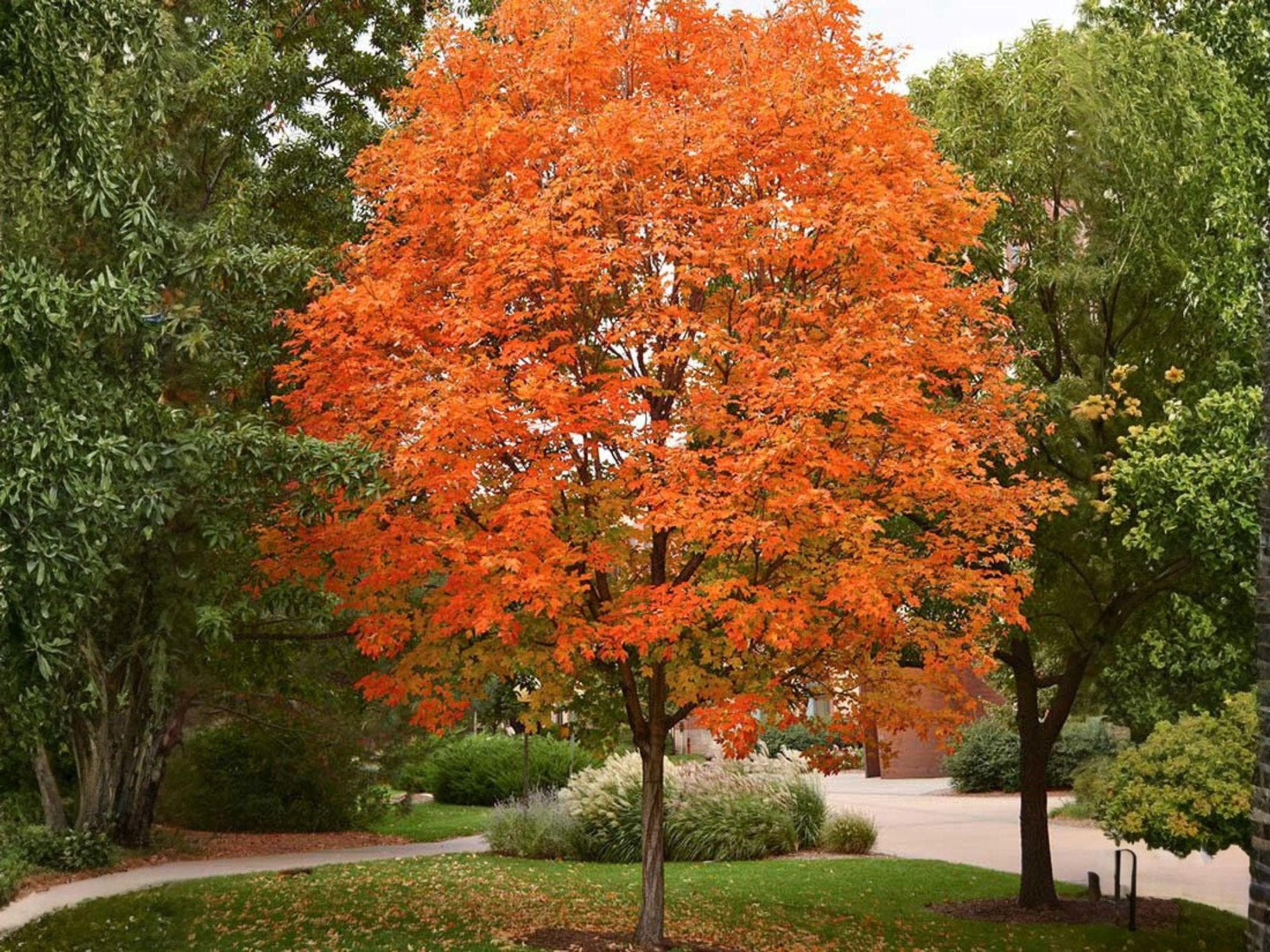 2 Live Sugar Maple Trees - Bare Root, Deciduous Shade Trees, Vibrant Fall Foliage, Acer saccharum, 2 ft
