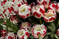Red White Tulip Bulbs – Tulipa, Spring Flowering, Two-Tone Red and White Bulbs for Garden Beds & Containers