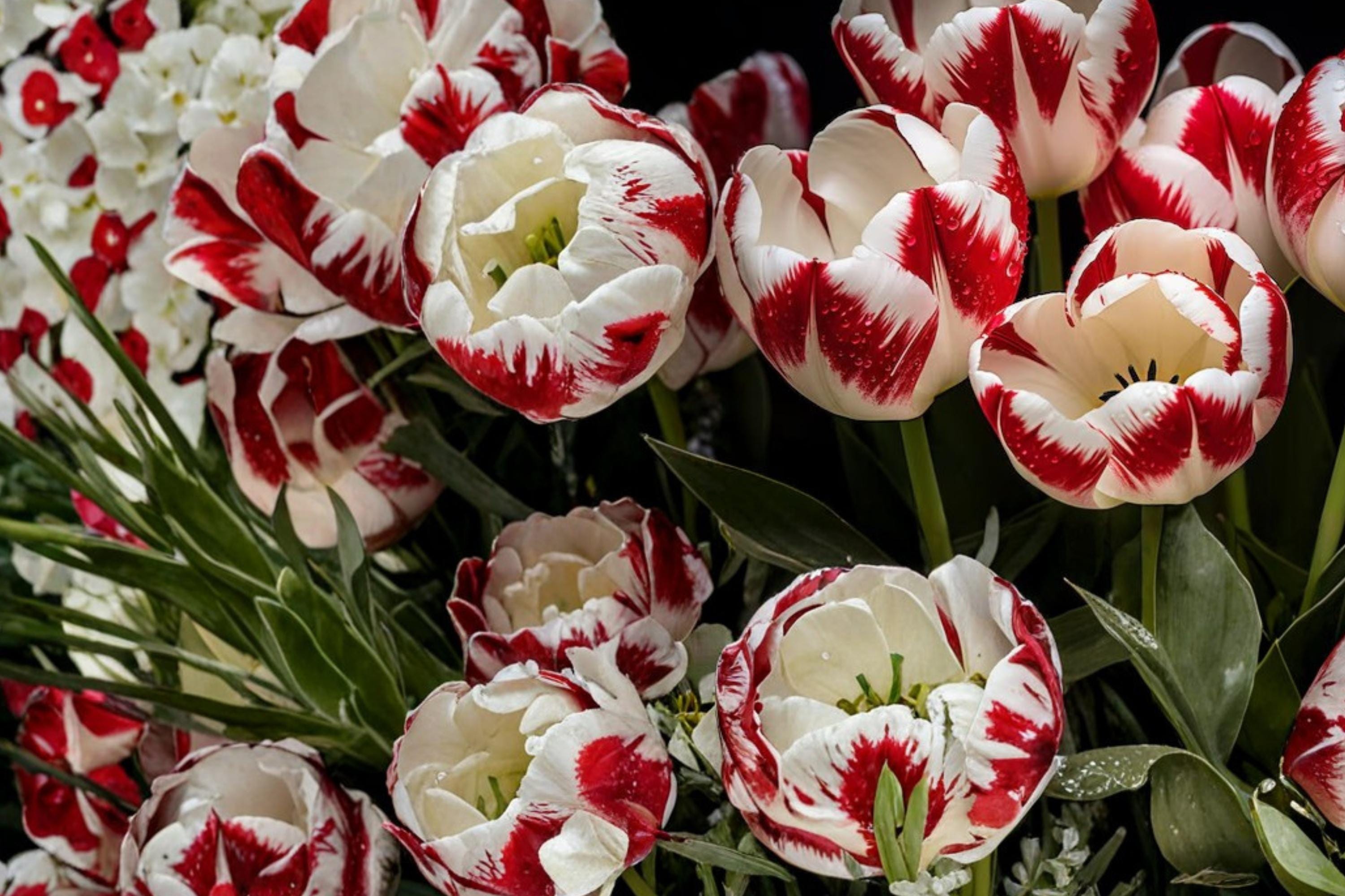Red White Tulip Bulbs – Tulipa, Spring Flowering, Two-Tone Red and White Bulbs for Garden Beds & Containers