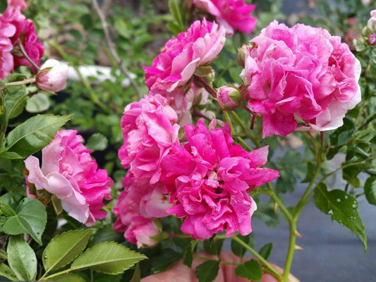 Heirloom Climbing Rose Plant – Pink Blooms, Rosa multiflora, Garden Vine for Trellises & Fences