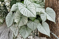 Snow White Caladium Bulbs – Decorative White and Green Foliage Plant for Shade Gardens, Containers, and Borders