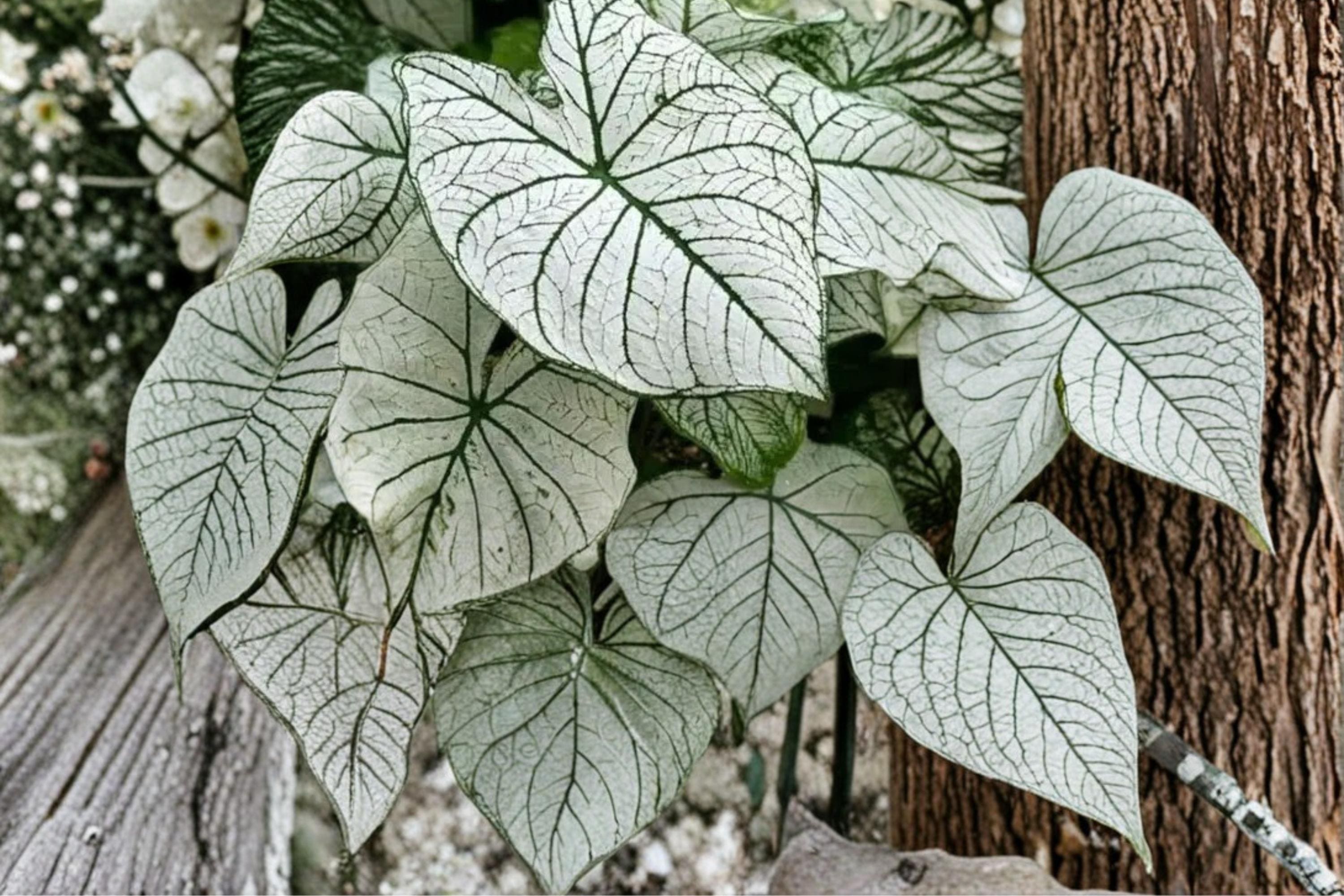 Snow White Caladium Bulbs – Decorative White and Green Foliage Plant for Shade Gardens, Containers, and Borders