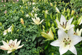 Navona White Asiatic Lily Bulbs – Lilium asiatica, 5 Pack, White Flowers, Hardy Perennial for Garden Beds and Borders