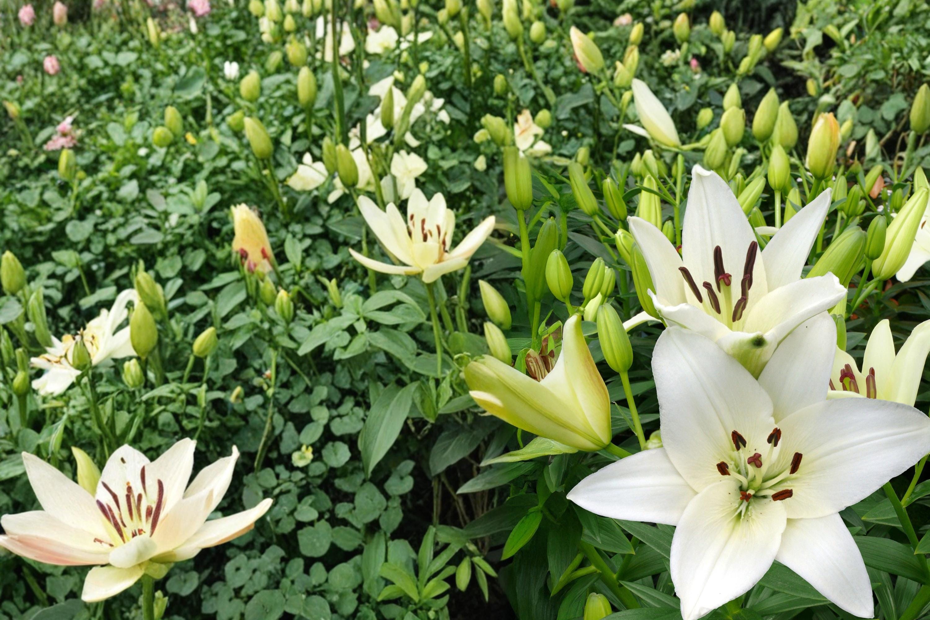 Navona White Asiatic Lily Bulbs – Lilium asiatica, 5 Pack, White Flowers, Hardy Perennial for Garden Beds and Borders